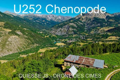 U252 Chenopode