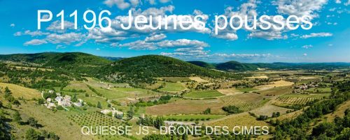 P1196 Jeunes pousses