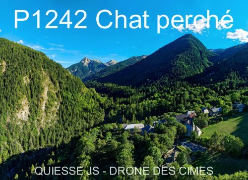 P1242 Chat perché