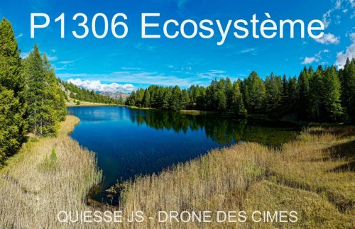 P1306 Ecosystème