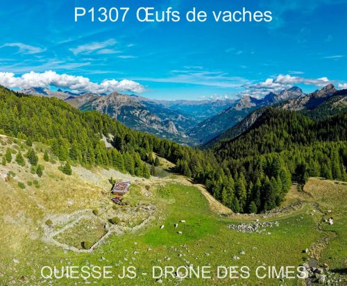 P1307 Œufs de vaches