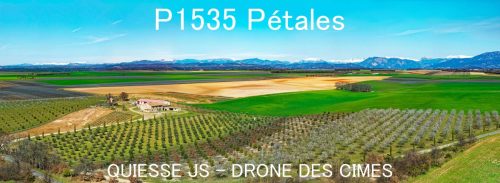 P1535 Pétales