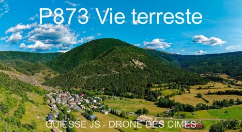 P873 Vie terreste