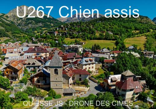 U267 Chien assis