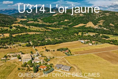 U314 L'or jaune